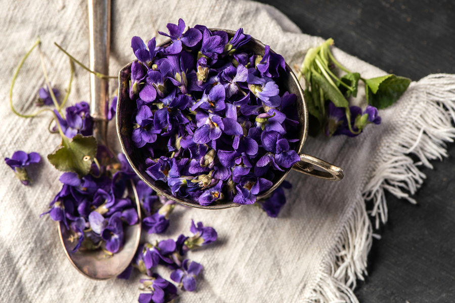 La violette est connue pour ses propriétés expectorantes : elle fait partie des « fleurs pectorales » qui, infusées, soignent les maladies de la sphère pulmonaire.
