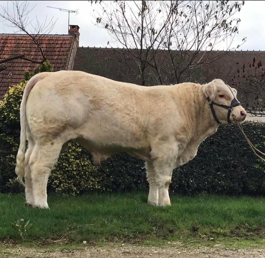 Ulys PP APC, acheté en 2023 par l'association charolais du Pays de La Châtre, sera présent à La Motte-Feuilly, ainsi que SparoAPC P et d'autres reproducteurs.