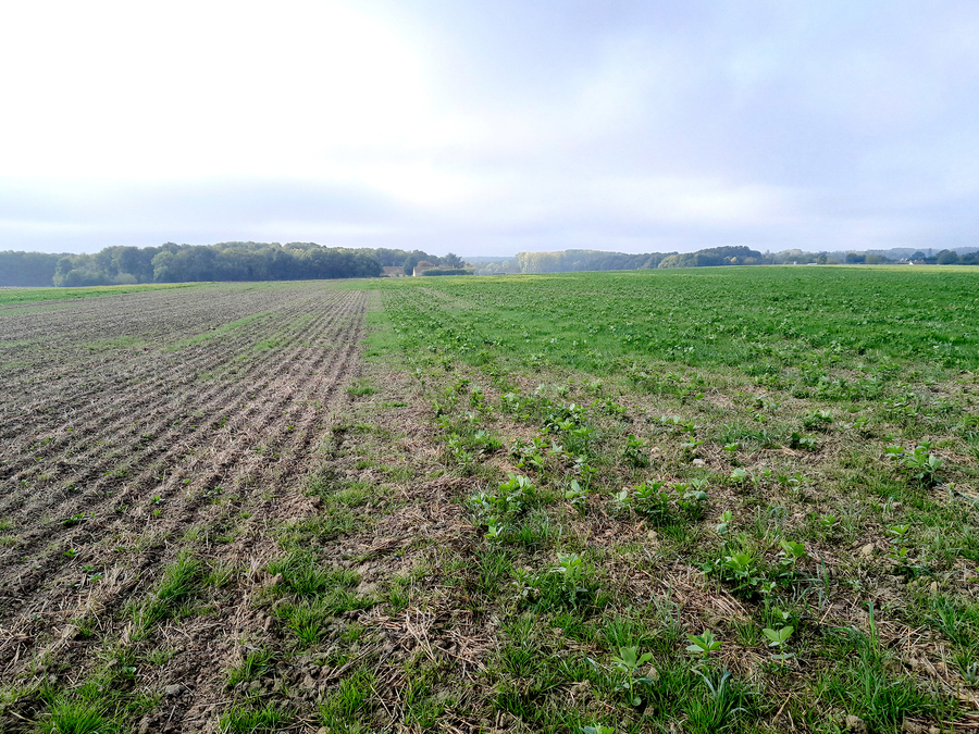 Deux couverts, deux dates de semis, un enherbement différent. À gauche : féverole pure après un faux semis. A droite : couvert féverole-trèfle-avoine rude-vesce.   ©  Anaïs Hervier