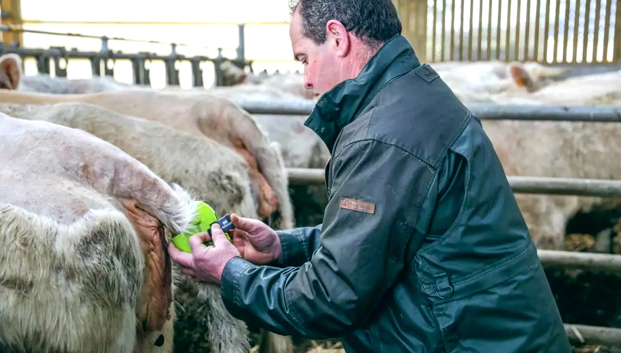 Selon une enquête, en bovin allaitant par exemple, 19 % des répondants sont équipés de détecteurs de vêlages, 18 % de balances électroniques, 41 % de caméras et 13 % de stations météo.  © DR