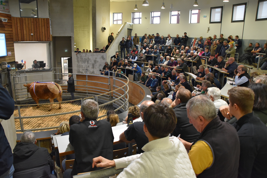 Tribunes combles pour le concours-vente vaches de viande des Hérolles, le 14 novembre. Les acheteurs ont trouvé leur bonheur. ©B.R
