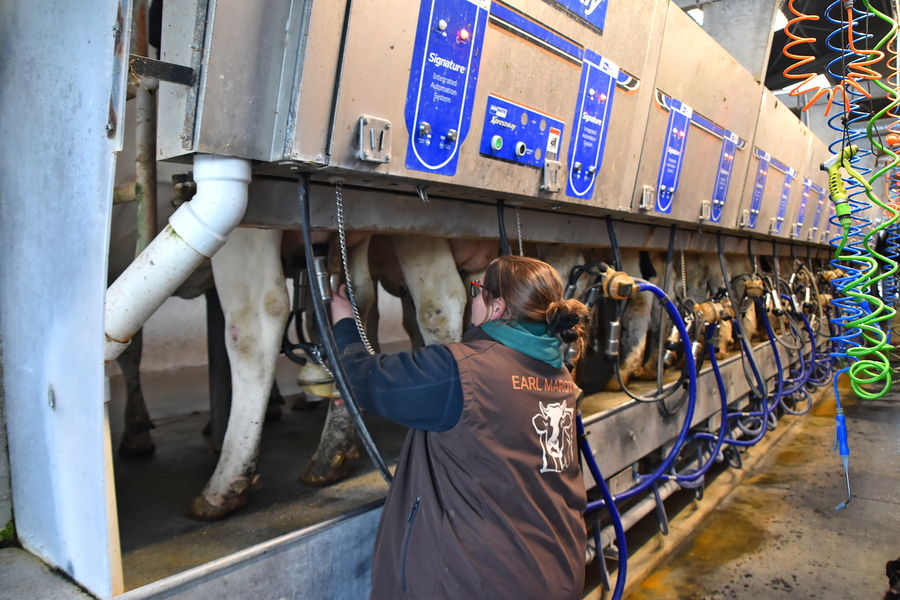 Depuis fin octobre, Aurore Neau a retrouvé le plaisir de la traite grâce à sa  nouvelle salle de traite, composée de deux quais de 16 postes et un plancher mobile. ©B.R