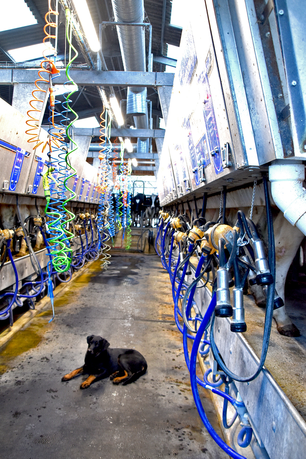 Le poste de travail s’adapte à la taille du trayeur grâce à un système de planche mobile monté sur vérins. ©B.R