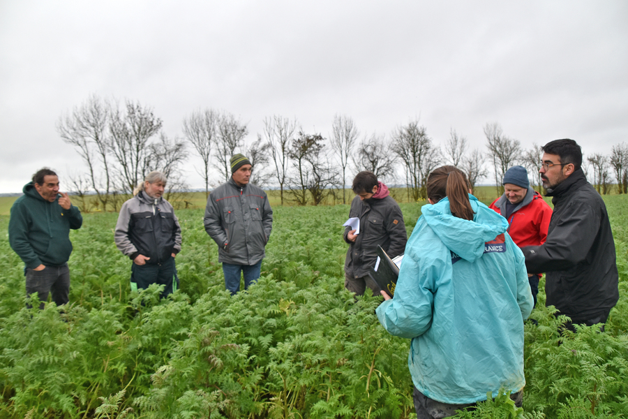 Les agriculteurs du réseau Déphy de l'Indre et du Cher ont échangé autour des couverts. ©B.R