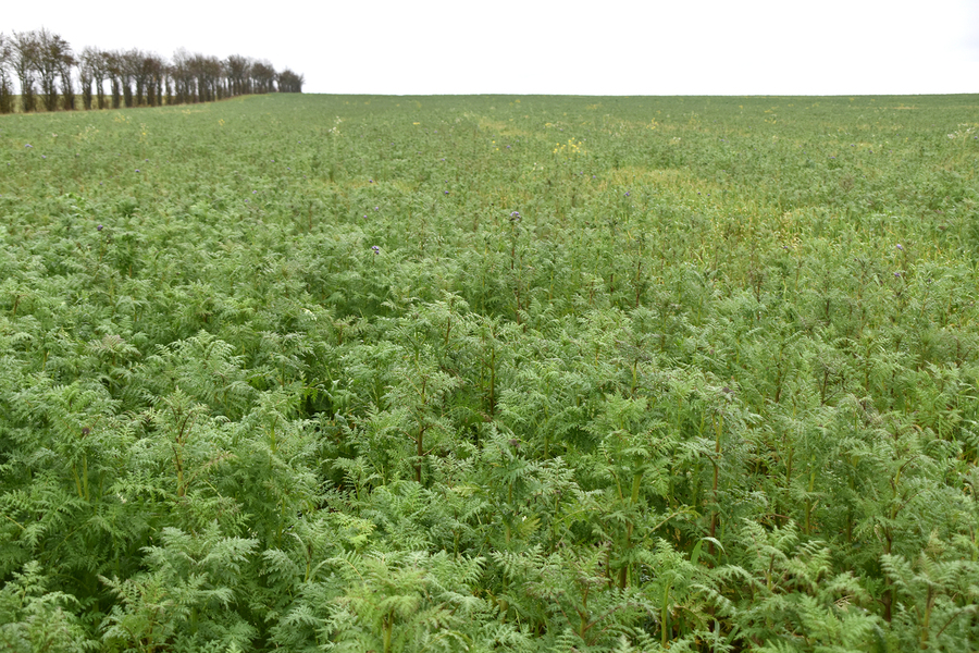 L'exercice du jour pour les agriculteurs était d'apprendre à évaluer un couvert sans et avec les informations techniques. ©B.R