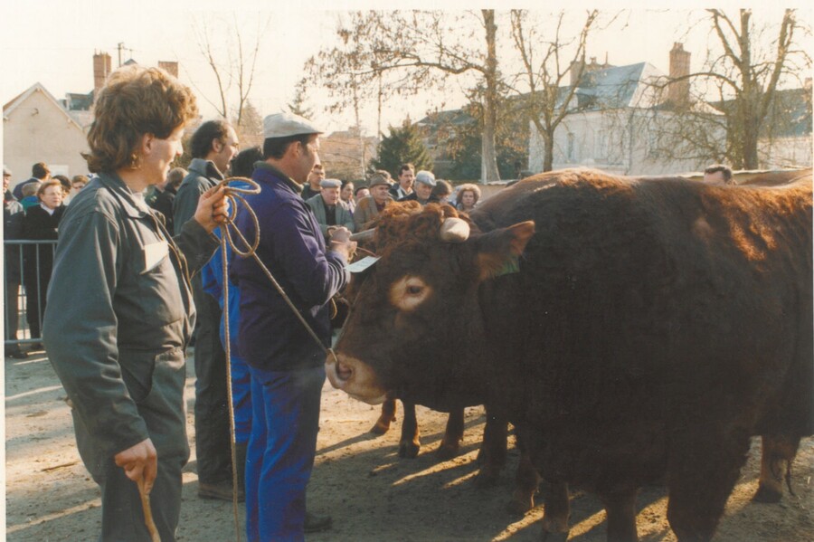 Certains éleveurs et taureaux ont marqué l'histoire de la race sur le département. Souvent volontaires et précurseurs, ces grandes maisons de la race ont oeuvré pour son essor au sein du département . © Archives AP