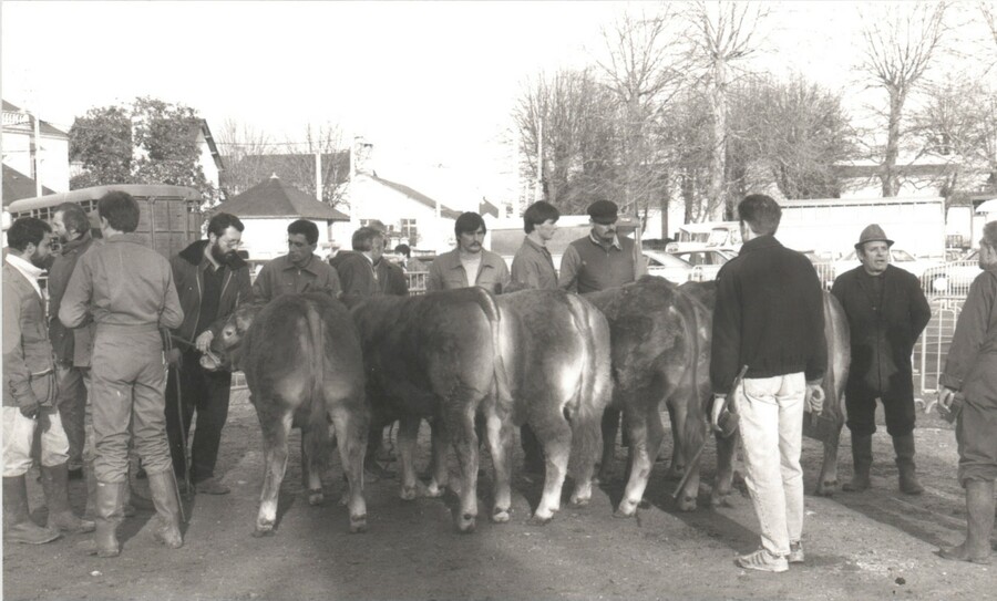 Certains éleveurs et taureaux ont marqué l’histoire de la race sur le département. Souvent volontaires et précurseurs, ces grands noms de la race ont œuvré pour son essor au sein du département . © Archives AP