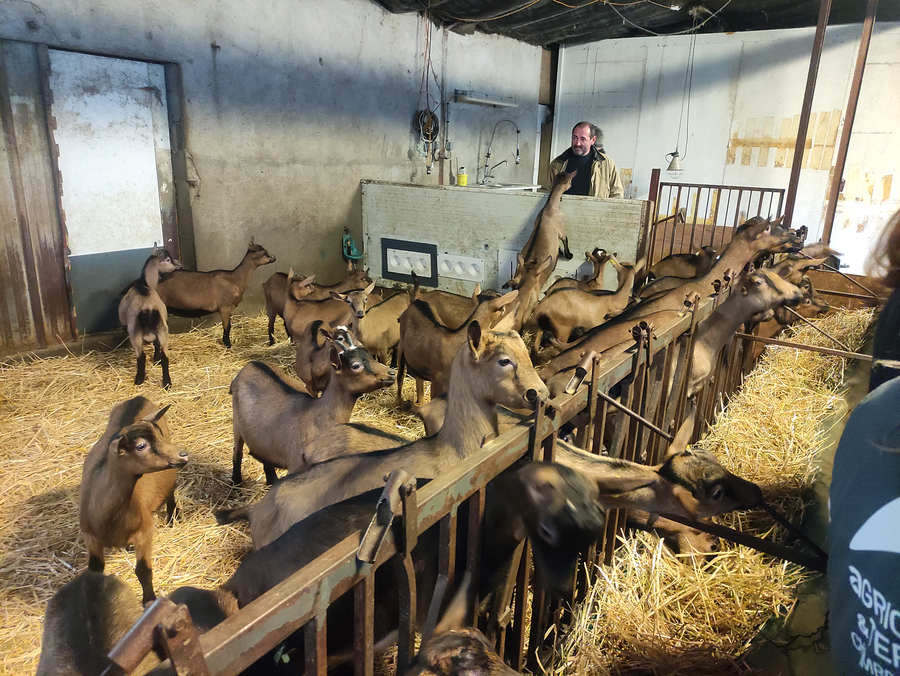 Dès le premier jour de vie, les chevrettes sont isolées dans un bâtiment dédié, avec un suivi de prise de colostrum précis et une initiation à l'alimentation à la louve. ©B.R