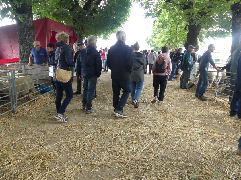 [SÉLECTION OVINE] Foire de SaintBenoit du Sault des échanges en