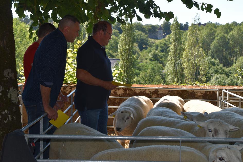 ACHATVENTE/ La foire ovine de SaintBenoîtduSault revient de plus