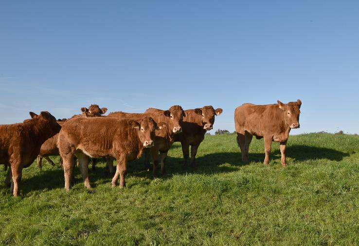 Les coopératives Celmar et CCBE ont fusionné pour devenir la coopérative « Les producteurs de la Marche », en conservant comme objectif : une meilleure valorisation des productions bovines et ovines.