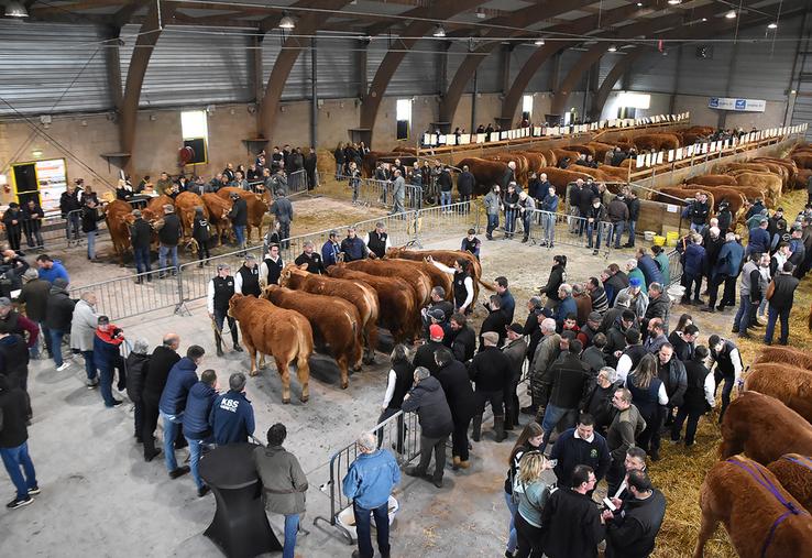Les juges, tant en mâles qu'en femelles, ont parfois longuement hésité, faisant faire plusieurs tours de ring à certains spécimens pour conforter leur choix.