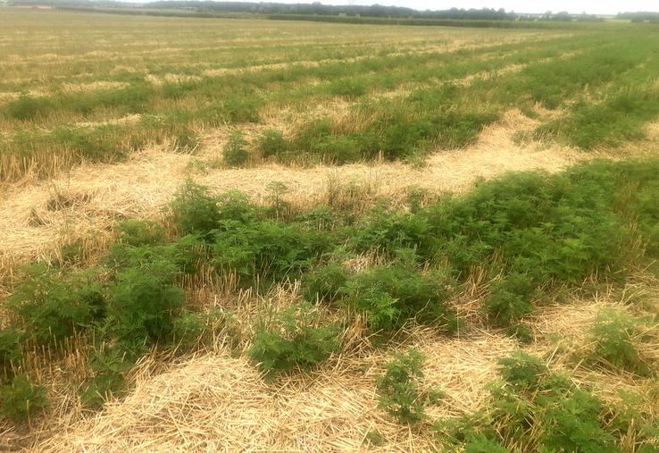 L'ambroisie entraine deux problématiques : une première, environnementale, avec une colonisation très rapide d’un milieu ; et une seconde, sanitaire, car son pollen est hautement allergisant,