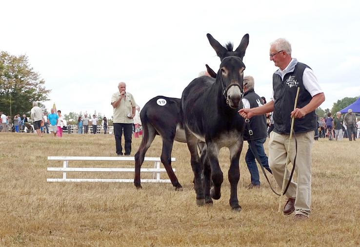 Une cinquantaine d'ânes sont inscrits aux concours, un record pour un championnat national.