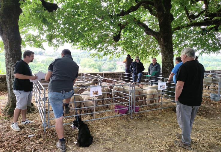 Quelque 150 ovins reproducteurs étaient en vente le 6 août à la foire ovin, contre 350 il y a encore dix ans.