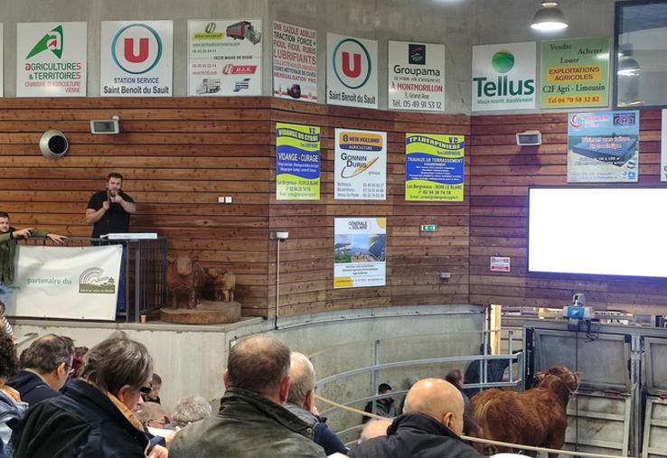 Les enchères du 15 octobre étaient très rythmées, 23 reproducteurs sur 24 ont changé de main. Le prix moyen de cette 8e vente s'élève à 5 104 euros.