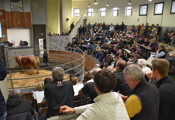 Tribunes combles pour le concours-vente vaches de viande des Hérolles, le 14 novembre. Les acheteurs ont trouvé leur bonheur. ©B.R