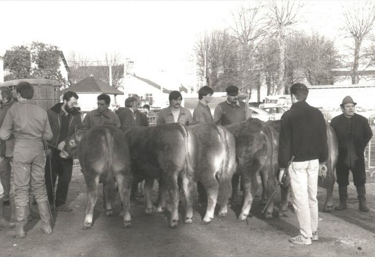 Certains éleveurs et taureaux ont marqué l’histoire de la race sur le département. Souvent volontaires et précurseurs, ces grands noms de la race ont œuvré pour son essor au sein du département . © Archives AP