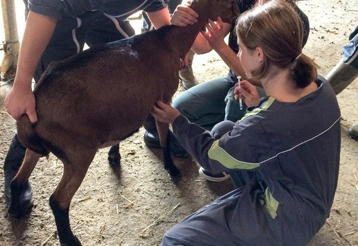 En BTAS ACS'Agri, les étudiants se forment en cours et auprès d'élevages support en caprin et porcin. ©Saint-Cyran