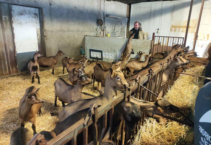 Dès le premier jour de vie, les chevrettes sont isolées dans un bâtiment dédié, avec un suivi de prise de colostrum précis et une initiation à l'alimentation à la louve. ©B.R