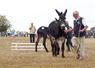 Une cinquantaine d'ânes sont inscrits aux concours, un record pour un championnat national.