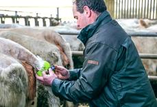 Selon une enquête, en bovin allaitant par exemple, 19 % des répondants sont équipés de détecteurs de vêlages, 18 % de balances électroniques, 41 % de caméras et 13 % de stations météo.  © DR