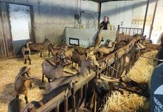 Dès le premier jour de vie, les chevrettes sont isolées dans un bâtiment dédié, avec un suivi de prise de colostrum précis et une initiation à l'alimentation à la louve. ©B.R