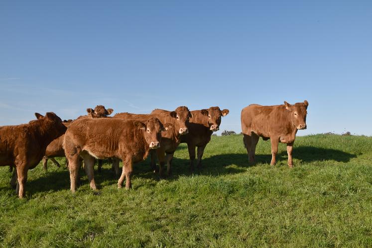 Les coopératives Celmar et CCBE ont fusionné pour devenir la coopérative « Les producteurs de la Marche », en conservant comme objectif : une meilleure valorisation des productions bovines et ovines.