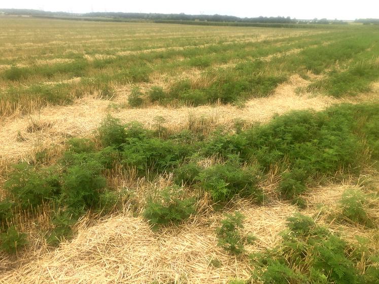 L'ambroisie entraine deux problématiques : une première, environnementale, avec une colonisation très rapide d’un milieu ; et une seconde, sanitaire, car son pollen est hautement allergisant,