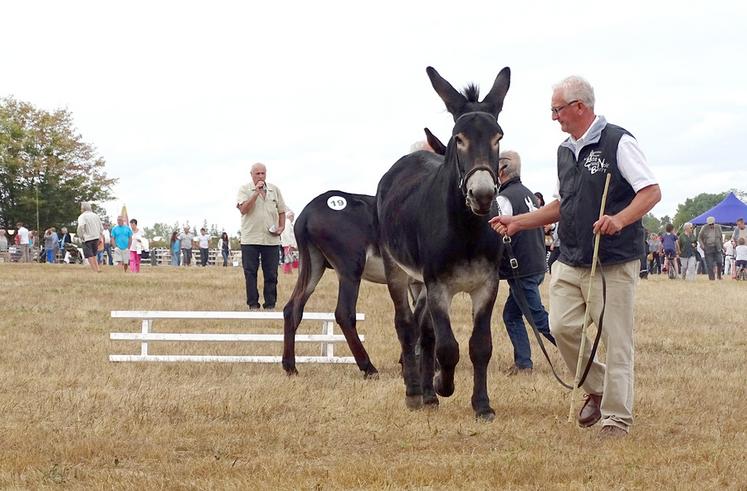 Une cinquantaine d'ânes sont inscrits aux concours, un record pour un championnat national.