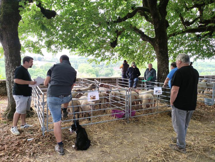 Quelque 150 ovins reproducteurs étaient en vente le 6 août à la foire ovin, contre 350 il y a encore dix ans.
