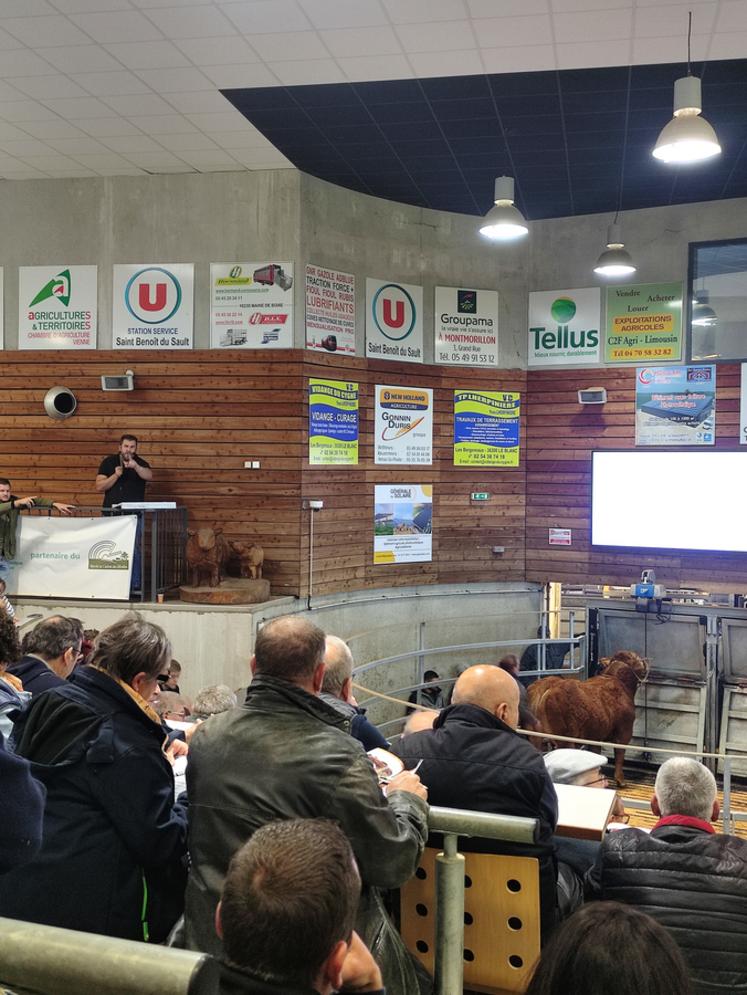 Les enchères du 15 octobre étaient très rythmées, 23 reproducteurs sur 24 ont changé de main. Le prix moyen de cette 8e vente s'élève à 5 104 euros.