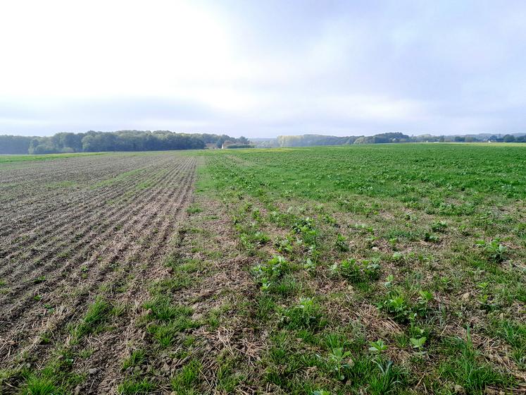 Deux couverts, deux dates de semis, un enherbement différent. À gauche : féverole pure après un faux semis. A droite : couvert féverole-trèfle-avoine rude-vesce.   ©  Anaïs Hervier