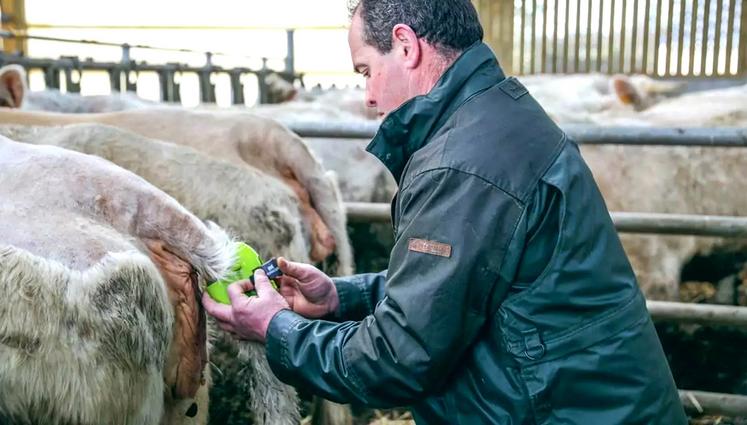 Selon une enquête, en bovin allaitant par exemple, 19 % des répondants sont équipés de détecteurs de vêlages, 18 % de balances électroniques, 41 % de caméras et 13 % de stations météo.  © DR