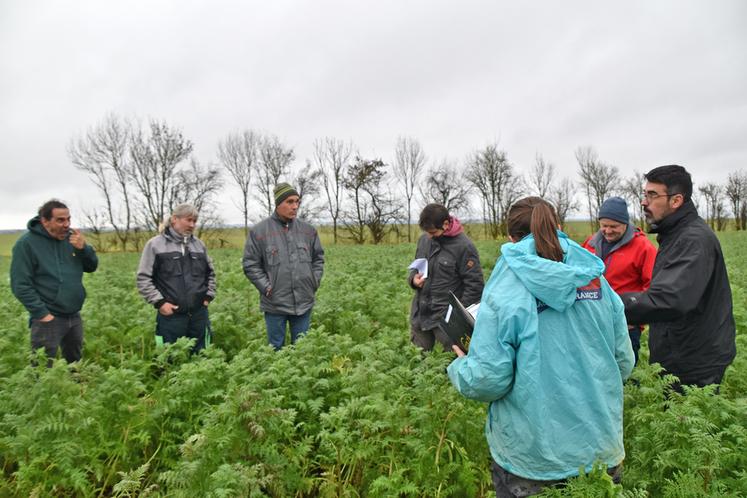 Les agriculteurs du réseau Déphy de l'Indre et du Cher ont échangé autour des couverts. ©B.R