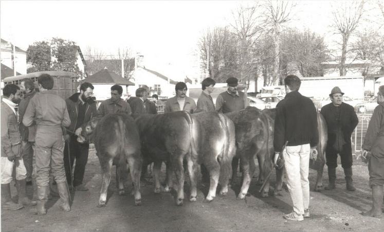 Certains éleveurs et taureaux ont marqué l’histoire de la race sur le département. Souvent volontaires et précurseurs, ces grands noms de la race ont œuvré pour son essor au sein du département . © Archives AP