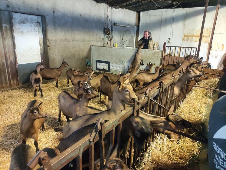 Dès le premier jour de vie, les chevrettes sont isolées dans un bâtiment dédié, avec un suivi de prise de colostrum précis et une initiation à l'alimentation à la louve. ©B.R