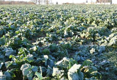 L'équipe agronomie de la chambre d'agriculture élabore des arbres de décision qui tiendront compte de plusieurs paramètres : l’assolement, la culture précédente, la date possible d’entrée sur la parcelle et, dans le cas de resemis, le désherbage éventuel réalisé à l’automne.