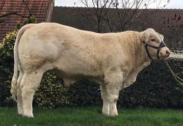 Ulys PP APC, acheté en 2023 par l'association charolais du Pays de La Châtre, sera présent à La Motte-Feuilly, ainsi que SparoAPC P et d'autres reproducteurs.