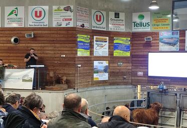 Les enchères du 15 octobre étaient très rythmées, 23 reproducteurs sur 24 ont changé de main. Le prix moyen de cette 8e vente s'élève à 5 104 euros.