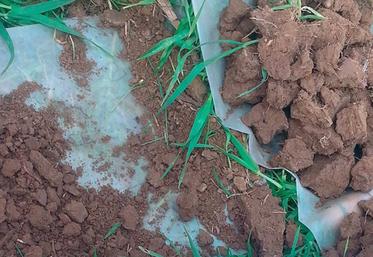 Une fois le couvert d’interculture détruit, un nouveau un test bêche, accompagné d’un test d’infiltration de l’eau.