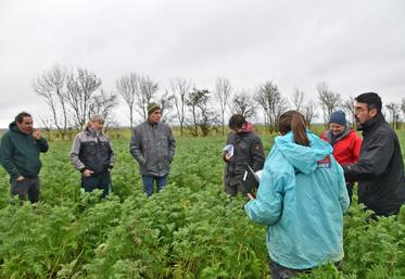 Les agriculteurs du réseau Déphy de l'Indre et du Cher ont échangé autour des couverts. ©B.R