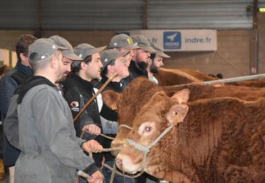 Le syndicat limousin de l'Indre a décidé de suspendre l'édition 2026, au regard des conditions sanitaires. Tous espèrent accueillir leurs homologues pour l'édition 2027. © Archives AP
