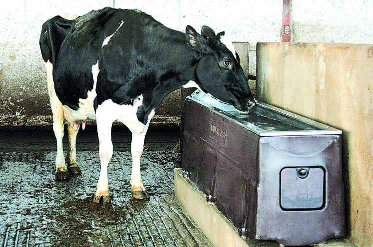 Prim'holstein et abreuvoir.