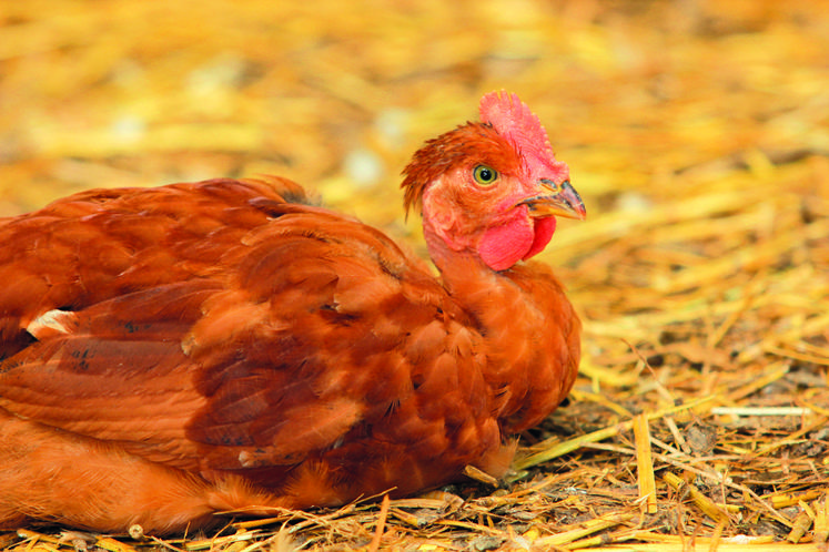 Un cas de grippe aviaire sur faune sauvage a été décelé à Vichy (03).