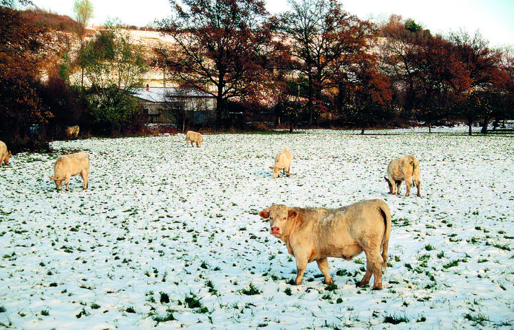 Même couvertes de quelques centimètres de neiges, l'herbe reste appétante pour les animaux, à condition qu'elle soit bien verte.
