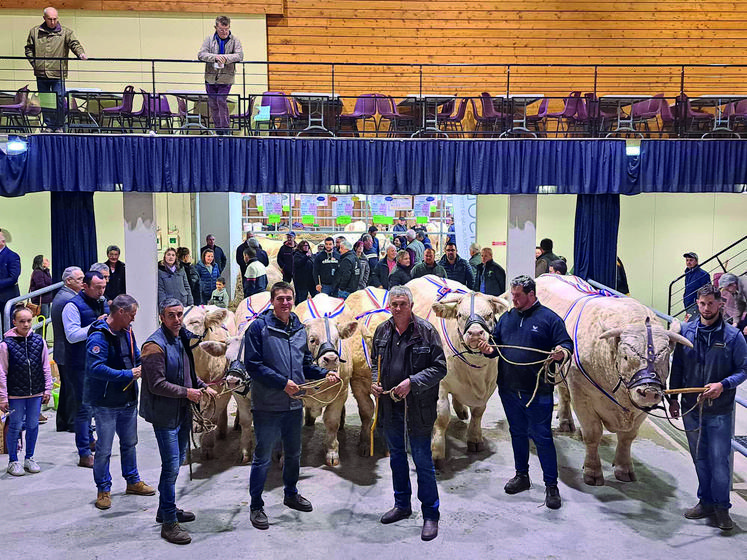 200 animaux issus de 30 élevages sont attendus dans la halle Cœur de Combrailles, le week-end des 4 et 5 novembre prochains.