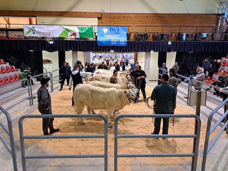 Des éleveurs charolais présentent leurs vaches sur un ring, devant un public.