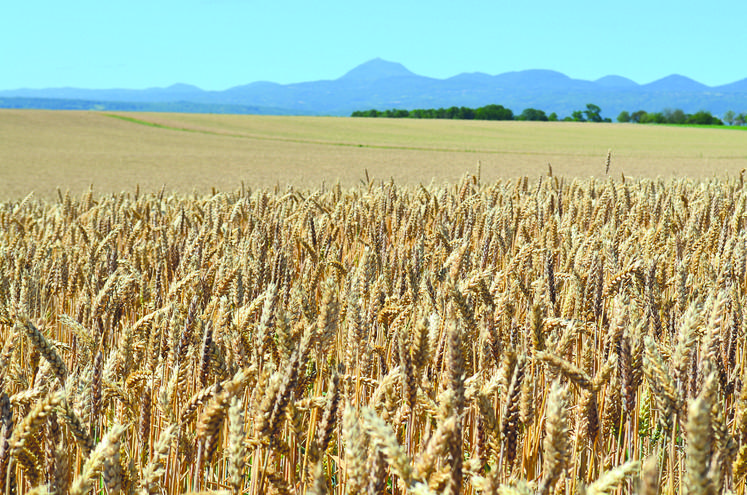 Rendement, récolte et stockage du blé - Wikifarmer