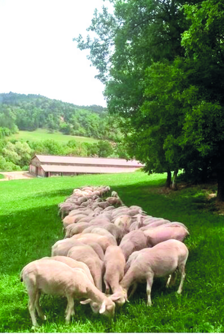 Les brebis du lycée agricole de Carmejane dans les Alpes de Haute-Provence sont de races Préalpes du Sud.